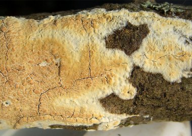 What is the difference between dry rot and wet rot?