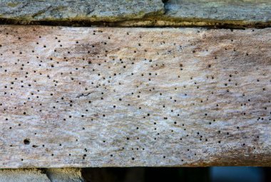 Is Woodworm Common in the UK