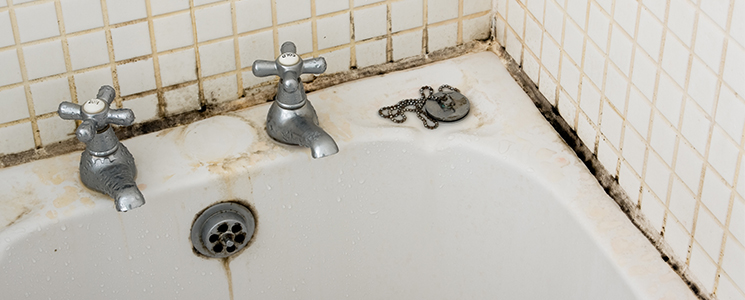 bathroom mould removal services