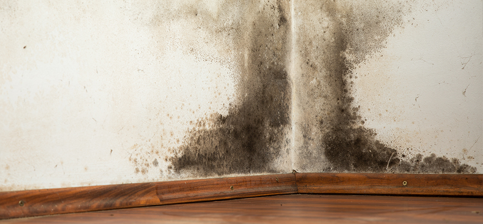 black mould health problems