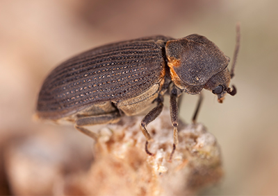 common furniture beetle