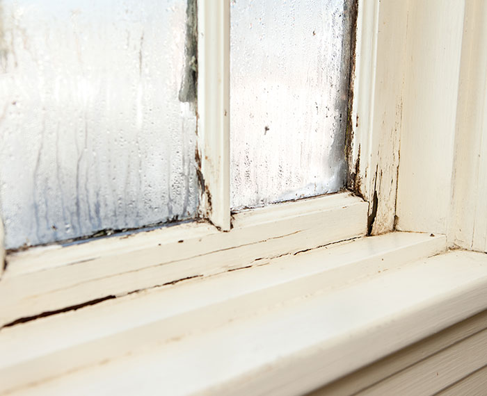 damp condensation bournemouth