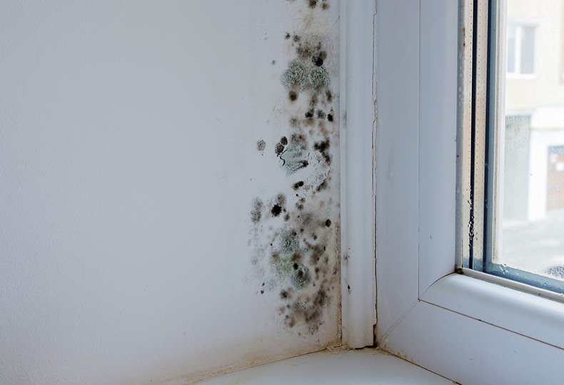 London Flats Riddled with Damp & Mould Ignored by Landlord