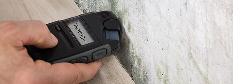 damp surveyors dorset and hampshire