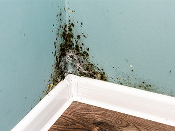 damp surveys for new homes