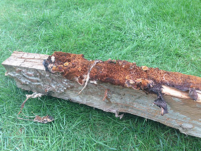 Dry Rot Removal in Dorset