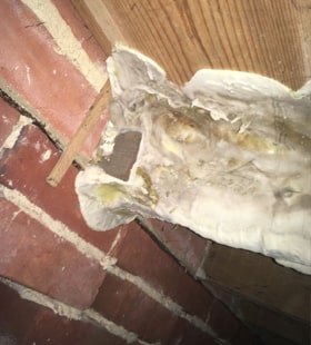 dry rot  example