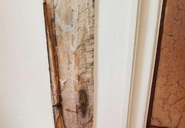 Number of reported dry rot cases on the rise