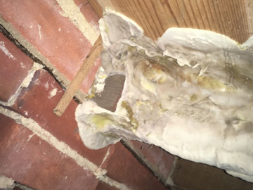 dry rot health risks