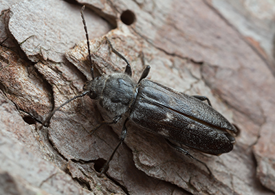 house longhorn beetle