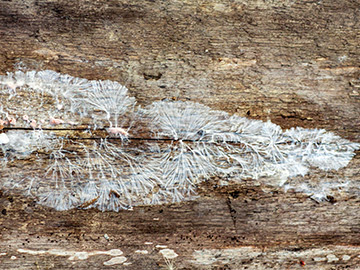 identifying timber rot