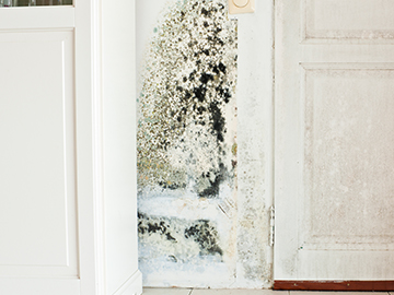 how to prevent woodworm