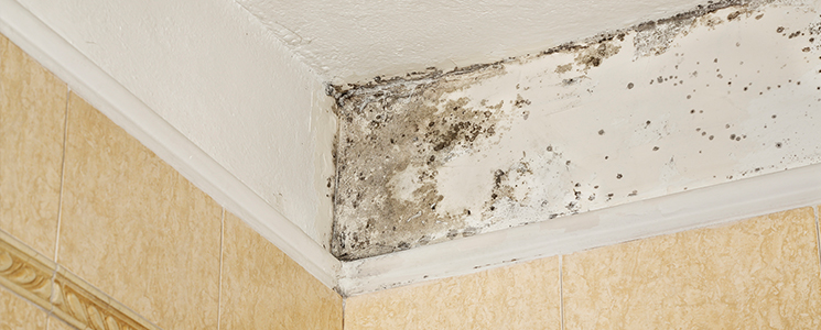 mildew removal services