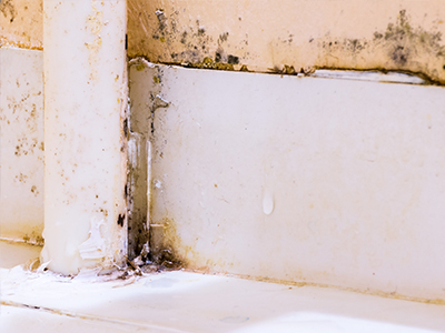 mildew removal dorset