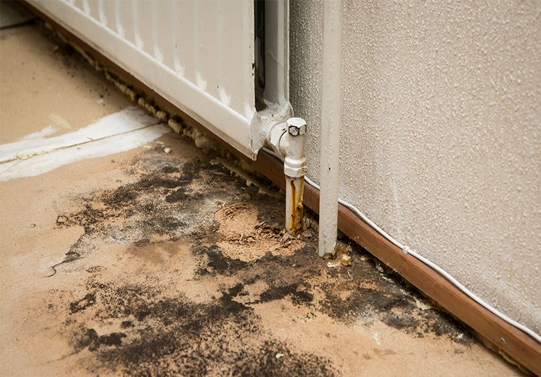 Quick-fire Q&A with Our Damp Experts in Dorset
