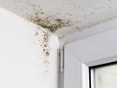 mould removal dorset