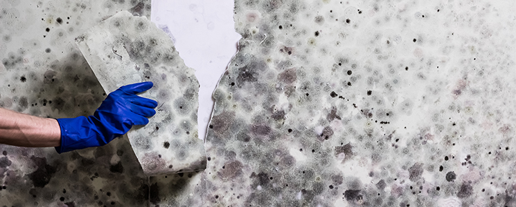 mould treatment services
