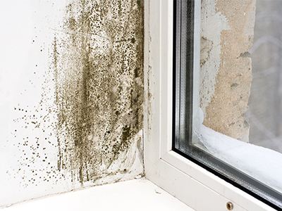 mould treatment dorset