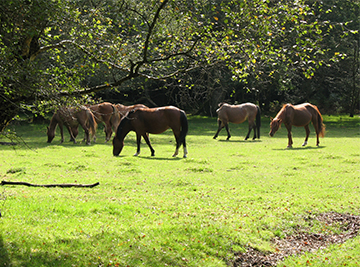 Preservation Services in New Forest