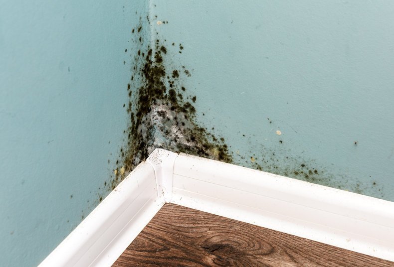3 Reasons why you should never ignore damp problems in your home