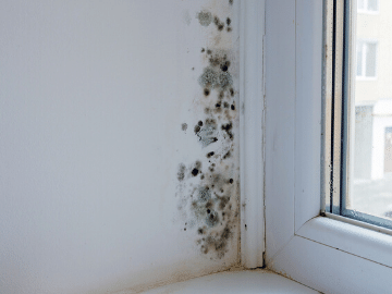 how to spot signs of damp