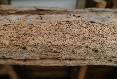 The Complete Guide to Woodworm Treatment