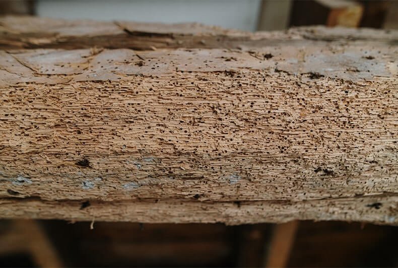 The Complete Guide to Woodworm Treatment