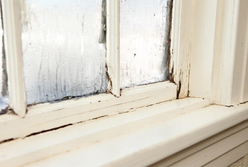 The Ultimate Guide to Treating Wet Rot