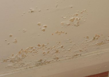 What type of damp is affecting my property?