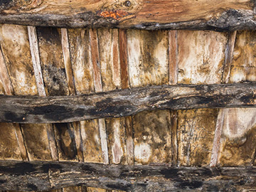 types of timber rot