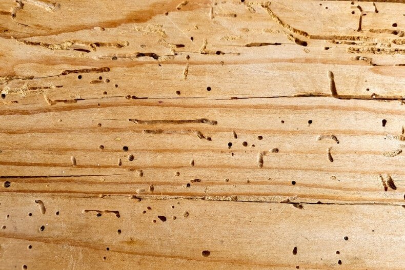 Can Woodworms Be Dangerous to Your Health?