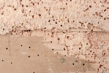 What is Woodworm?