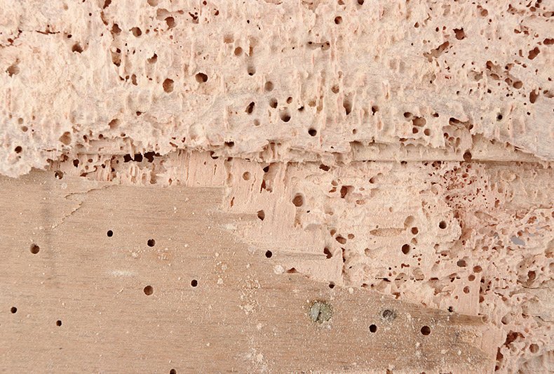What is Woodworm?