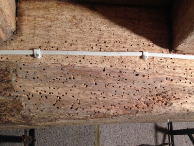 Woodworm Treatment in Dorset