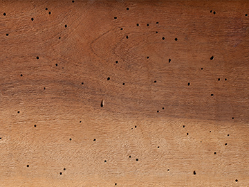 how to prevent woodworm