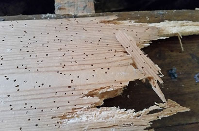 How to identify woodworm